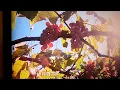 「花子とアン」オープニング