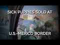 Sick Puppies Are Being Sold at the U S -Mexico Border