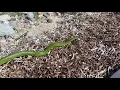 Download Lagu Smooth Green Snake, MA