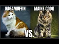 Ragamuffin Cat VS Maine Coon Cat