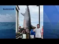 Potential Maine record Biddeford fisherman lands 529-pound swordfish