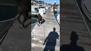 .. #fyp #dream #youtube #doberman #pets