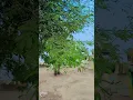 Download Lagu Agar main kahon#barish #streetfood #song #pakistannews #moonsoon #workoutmotivation #poetry #cartoon