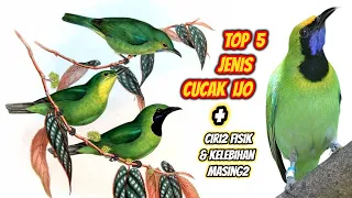 Download 5 Jenis Cucak Ijo Beserta Ciri-Cirinya + Kelebihan \u0026 Kekurangan Masing2 MP3