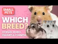 The 5 Best Hamster Breeds Explained Which One is Right for You