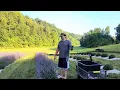 From tobacco to lavender the changing face of Kentucky agriculture