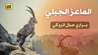 حياة الماعز الصخري في الجبال العالية   الحياة البرية القاسية دندنها