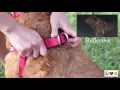 Pawtitas Reflective Collar Harness Leash