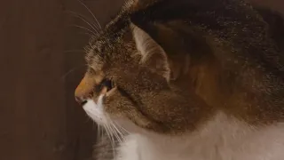 تدريبات التخاطب باللهجة المصرية تعليم الحيوانات قطة تعليم النطق محمد خضير  تدريبات التخاطب باللهجة المصرية تعليم الحيوانات قطة تعليم النطق محمد خضير