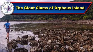 The Giant Clams of Orpheus Island. Our first small step towards Indonesia.  – Series 3 Episode 69