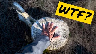 Found HUGE whale bones & a sh*t ton of trash 😭 – Sailing Alluring Arctic [ep19]