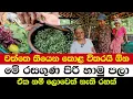 Download Lagu Amazing Dish Made from Garden Greens |