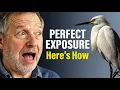How to Expose White Birds Perfectly Every Time Bird Photography Tips