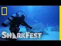Download Lagu Tonic Immobility in Tiger Sharks | SharkFest