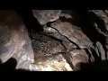 Bats in Mammoth Cave in Utah