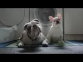 Bloedzuigers maken honden grumpy | Advantix op TV | Pharmacy4pets.nl