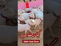 Download Lagu Goat Farm 2024 teddy bakriyan Teddy bakri Teddy Bakri video goat video Pakistan farm