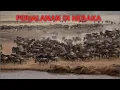 Download Lagu Migrasi wildthebeast,migration animals afrika