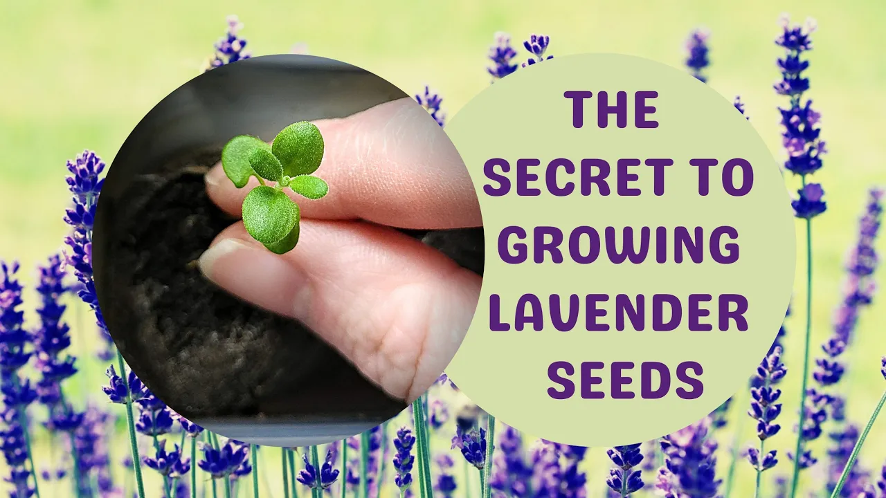 Sprouting Lavender Seeds: 4 Things Lavender NEEDS for Successful Germination