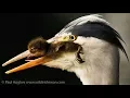 Angry mother ducks can t stop a heron that s eating ducklings in bird hunting prey mode