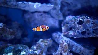 12 Hours of Soft Piano Music For Sleep: Aquarium Dream
