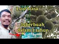 Lagu cara membuahkan pohon durian di luar musim how to produce durian trees out of season #kebundurian