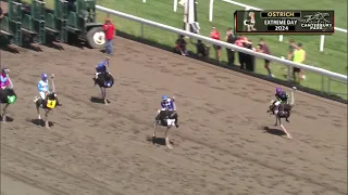 Ostrich Racing at Canterbury Park
