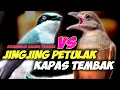 MATERI SALING TEMBAKK!!! JINGJING PETULAK VS KAPAS TEMBAK || PETULAK JINGJING SAMBUNG KAPAS TEMBAK