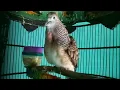 Perkutut Bangkok Suara Lelah Memancing Perkutut Bahan Muda Cepat Bunyi