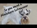 Miniature Schnauzer introduction and training