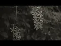 LANDOKMAI - เมื่อไหร่ที่คิดถึงเธอ (Echo) [Official Video]