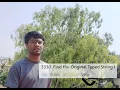 Leetcode Daily Problem 3330 Find the Original Typed String I