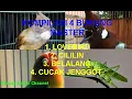 Download Lagu VARIASI 4 SUARA : LOVEBIRD CILILIN BELALANG DAN CUCAK JENGGOT