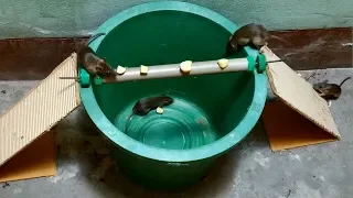 The Rolling Log Mouse Trap In Action bucket mouse trap using pvc pipe Stupid Mouse Trap