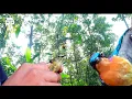 Download Lagu pikat burung konin dan kowul hanya menggunakan suara kutilang ribut