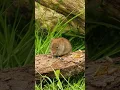 Download Lagu #short suara tikus | mouse sound