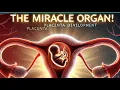 Why the Placenta is the most Interesting Organ