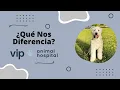 VIP Animal Hospital Que Nos Diferencia