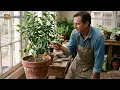 Lemon Tree Won't Flower? Light Hours Extension Guides Actually Recommend