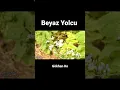 Download Lagu Beyaz Yolcu • Gökhan Kozoğlu • Müziksiz İlahiler • Kısa İlahiler