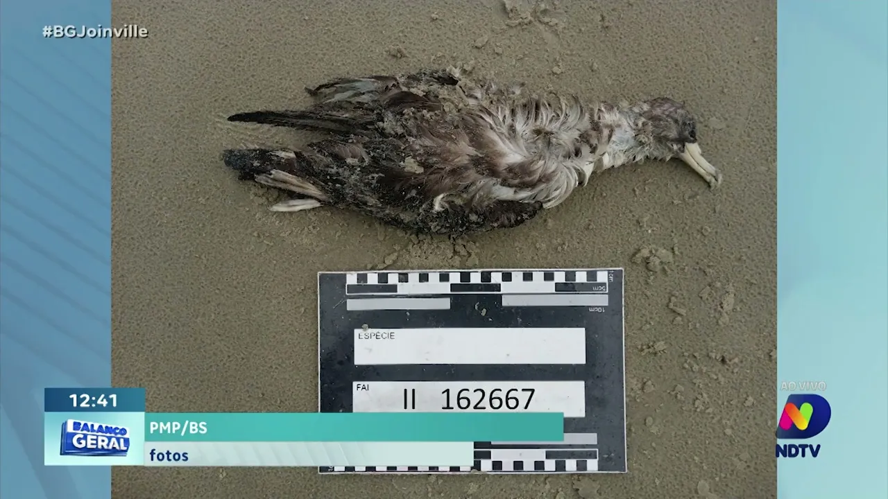 Ave de Portugal é encontrada morta em praia de São Francisco do Sul após percorrer mais de 7 mil km