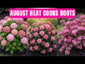 11 Container Perennials That Need Extra Protection From August Heat