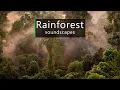 Download Lagu Jungle sounds - dusk in the Borneo rainforest