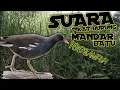 Download Lagu SUARA PIKAT BURUNG MANDAR BATU / suara gacor ayam-ayaman 100%