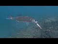 Download Lagu Seabass on surface lure - Live strike on Spasm fishing lure