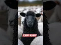 Download Lagu kambing lucu domba lucu embek lucu #goat #animals #funny #cute #pets #domba #kambing #funnyanimals