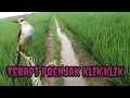 Download Lagu terapi burung Prenjak klik'klik macet bunyi,gemericik air100% dijamin ampuh,m kn