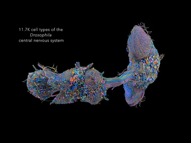 Male fruit fly CNS cell types