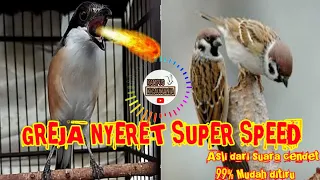 masteran greja nyeret full speed rapet langsung nyaut 99 mudah ditiru 