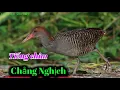 Download Lagu Tiếng chim chằng nghịch mồi - tiếng chim chằng nghịch chuẩn | Câu Cá và Săn Bẫy